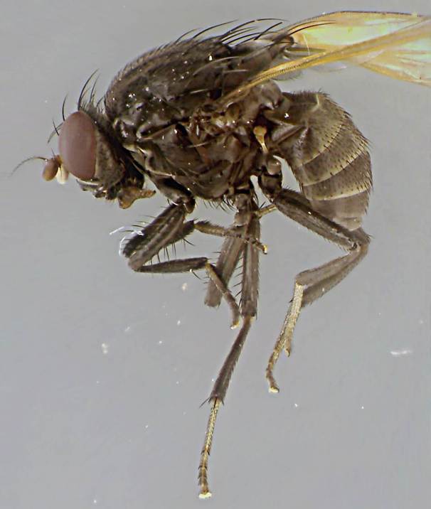 Minettia longipennis.jpg